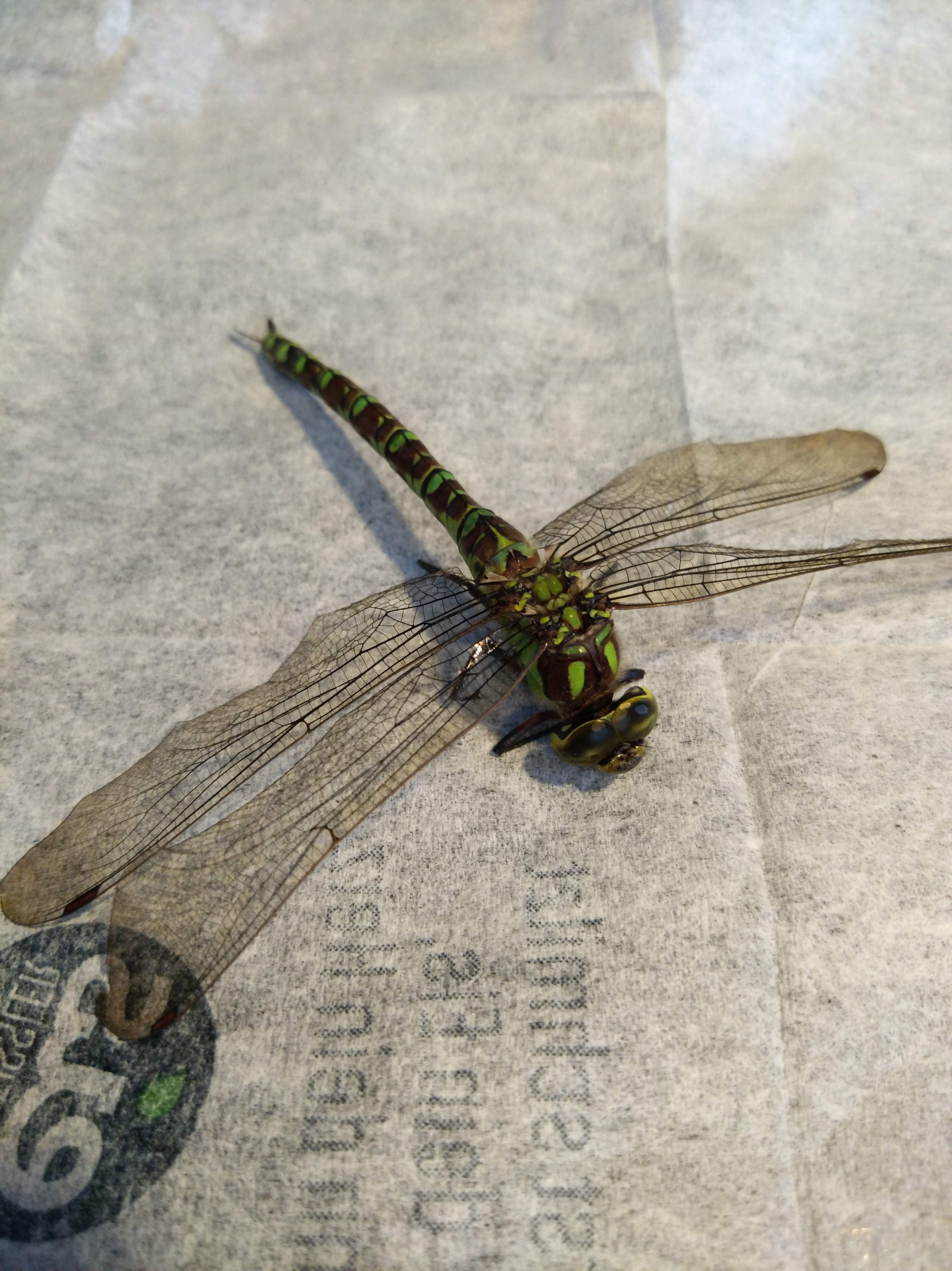 Floppy Dragonfly